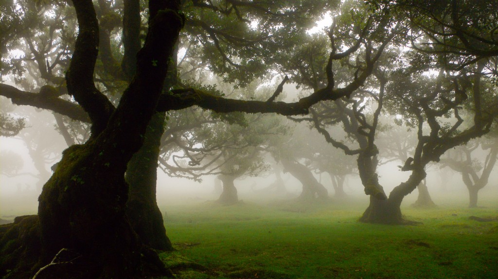 Nebelstimmung im Zauberwald: Christas Lieblingsplöatz auf Madeira!