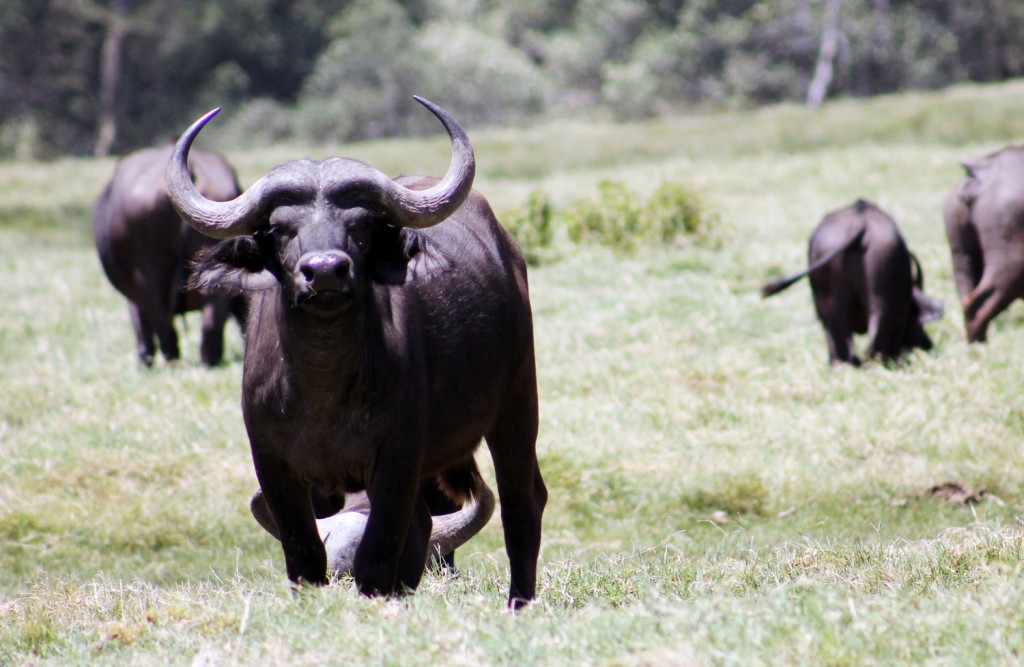 Hautnaher Kontakt mit den Büffeln im Arusha-Nationalpark