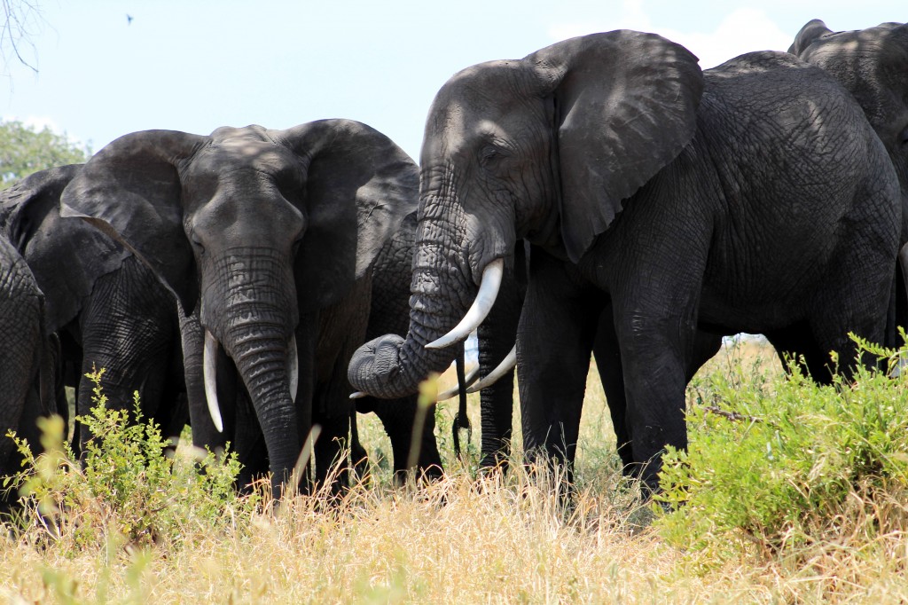 ...nicht minder beeindruckend sind die großen Elefantenherden!